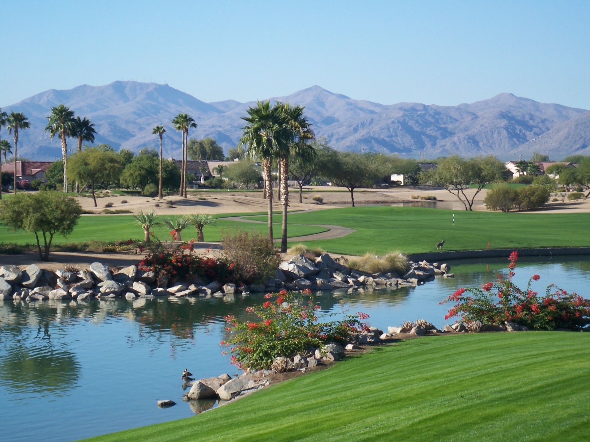 Vibrant Arizona West Valley lifestyle — palm trees, desert golf course, White Tank Mountains, resort pool, and an active retired couple walking at golden hour